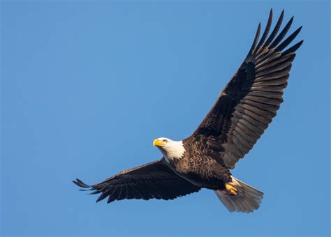 Download Bird Of Prey Bird Eagle Animal Bald Eagle 4k Ultra Hd Wallpaper