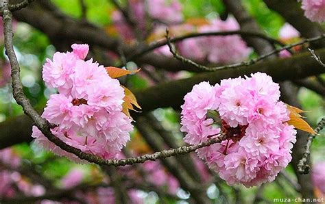 Japanese Cherry Tree Varieties Kanzan