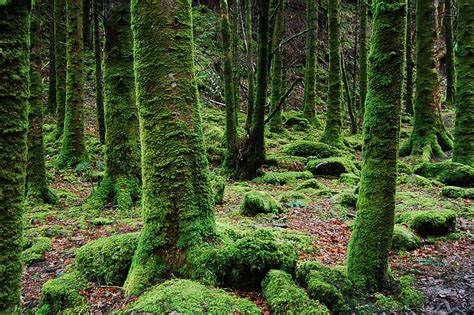 Royalty Free Photo Photo Of Trees Covered In Moss Pickpik