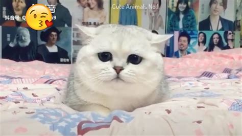 Tiktok Cat Tik Tok Funny Cat Cute Cat Videos