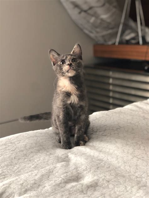 Cat Adoption — Untitled