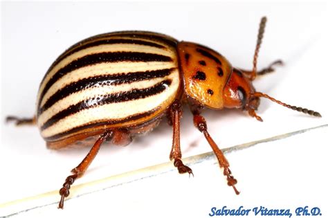 Coleoptera Chrysomelidae Leptinotarsa Decemlineata Colorado Potato