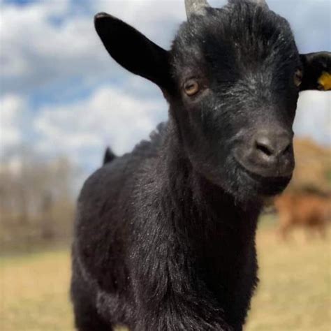 Goofy Goat Farm Madison Lake Mn