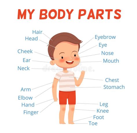 Body Parts Poster Boy Body Parts Diagram Poster Stock