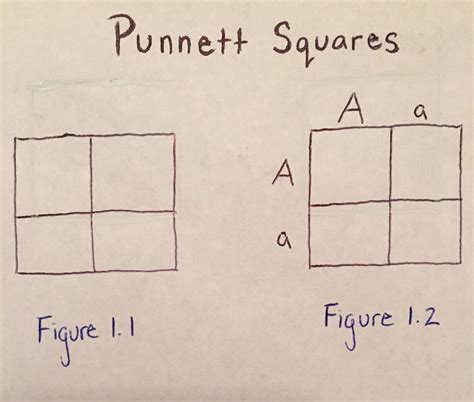 The various possible combinations of their gametes are encapsulated in a tabular format. What Is A Punnett Square And Why Is It Useful In Genetics. / Https Www Greeleyschools Org Cms ...