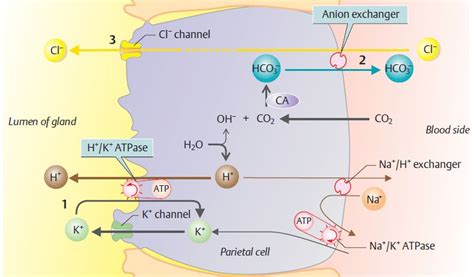 Gastric Acid Secretion Physiology Animation Video Medchrometube