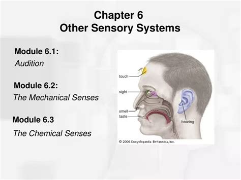 Ppt Chapter 6 Other Sensory Systems Powerpoint Presentation Free