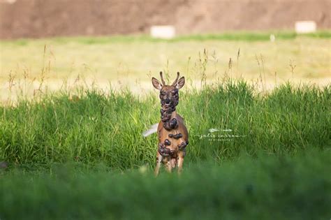 Deer Covered In Large Tumors In Minnesota Knei 1035