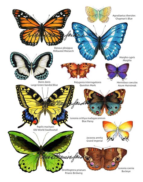 Бабочки Картинки Их Название — Photobyru