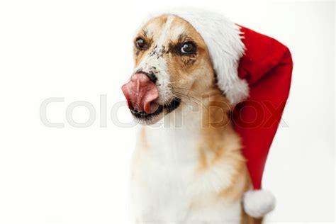 Cute Dog In Santa Hat With Adorable Stock Image Colourbox
