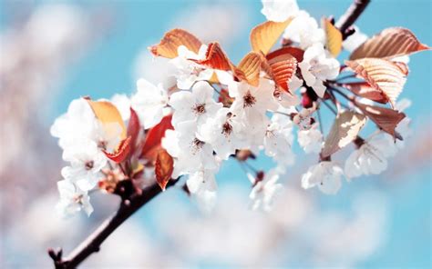 Cherry Blossom Autumn Hd Desktop Wallpapers 4k Hd