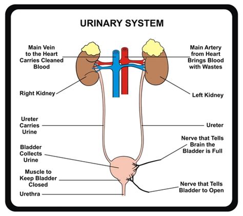 Parts Of Urinary System