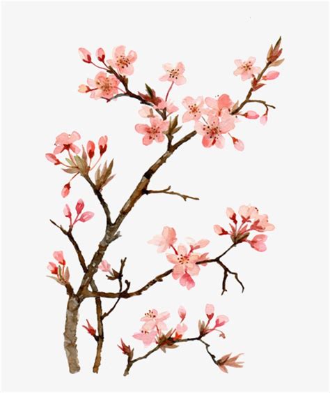 Aesthetic Cherry Blossom Drawing Drawing Art Ideas