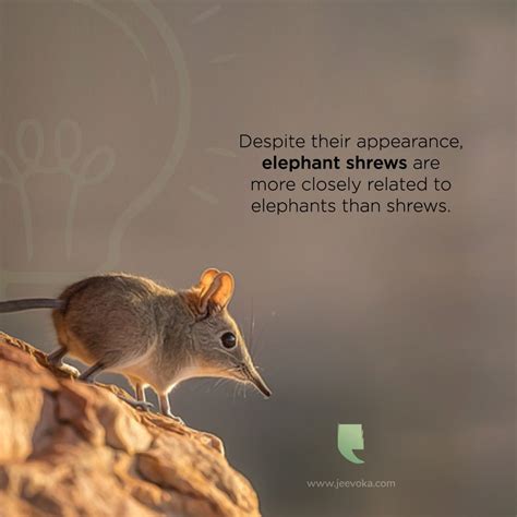 Elephant Shrews Also Called Jumping Shrews Or Sengis Are Small