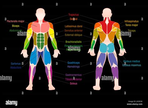 Muscle Chart With Most Important Muscles Of The Human Body Colored Anterior And Posterior View