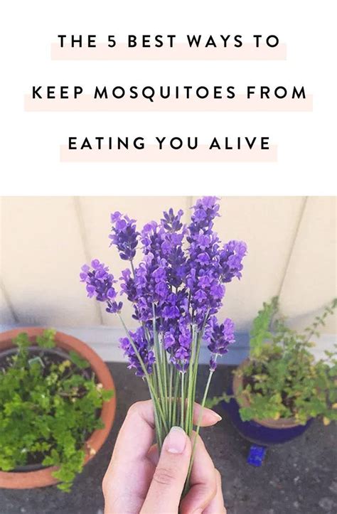 The 5 Best Ways To Keep Mosquitoes From Eating You Alive Natural