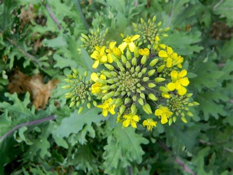 Photo Of The Bloom Of Siberian Kale Brassica Napus Red Russian