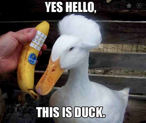 Totally Adorable Duck Memes You Won T Be Able To Resist SayingImages Com