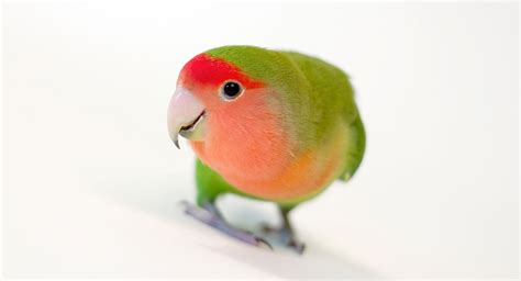 Peach Faced Lovebird What To Expect From The Rosy Faced Lovebird