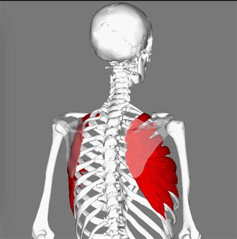 Serratus Anterior Origin And Insertion - Serratus anterior: ribs 1 to 8, midway between angles and costal