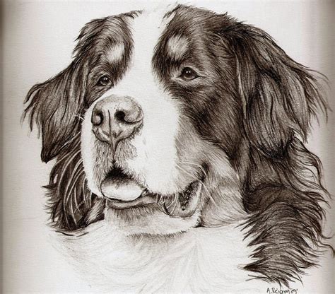 Bernese Mountain Dog Animation By Icantthinkofaname 09 On