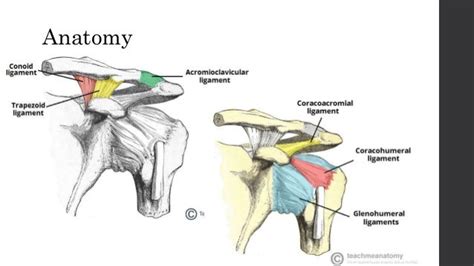 Antshoulder Dislocation