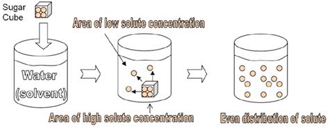 Osmosis is the diffusion of water across a semi permeable membrane. Diffusion and Osmosis | Biology I Laboratory Manual