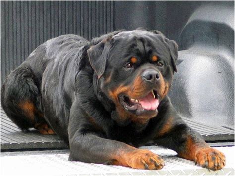 In 2010, the transportation department reported that about half of all dogs that die while being transported as. Rottweilers are The Best Guardians for You and Your Family ...