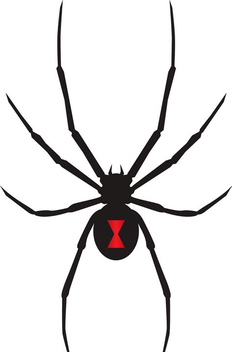 Black Widow Spiders Transparente Datei Png Play