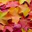 What To Do With Fallen Autumn Leaves  Elite Tree Care