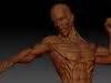 Male Anatomy Ecorche 3D Model CGTrader