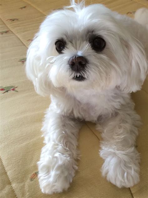 My Little Doll This Looks So Much Like My Annie Maltese Dogs