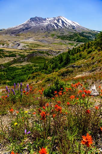 Mt St Helens Wildflowers Stock Photo Download Image Now Istock