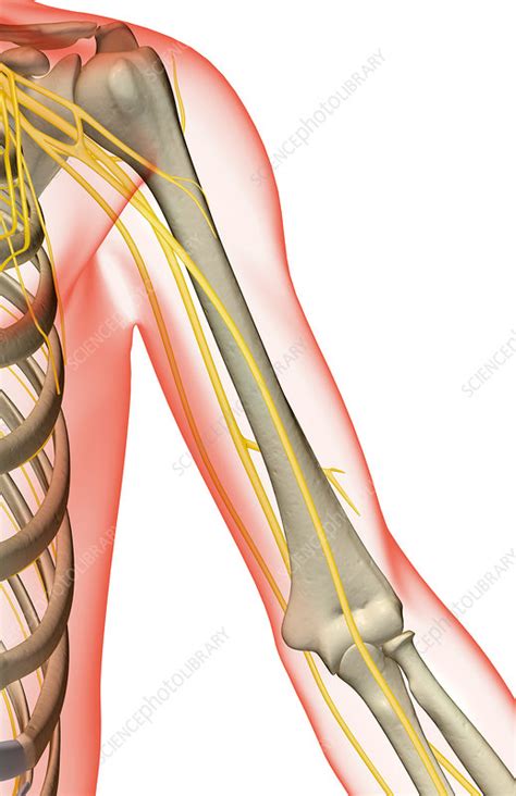 The nerves of the shoulder and upper arm - Stock Image - F001/4737