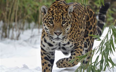 Jaguar Wallpapers 63 Images