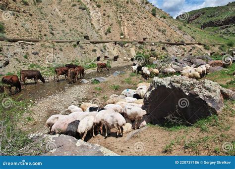 Some Sheep And Cows In The Mountains Of The Caucasus Armenia Stock