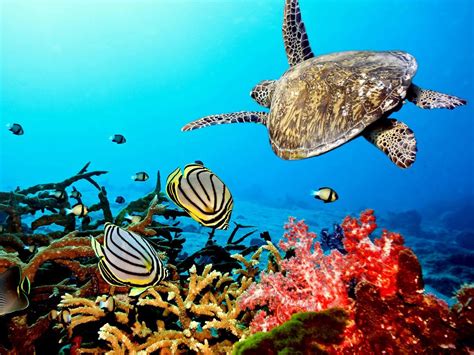 Coral Reef With Sea Turtle Tumblr Backgrounds Tumblr