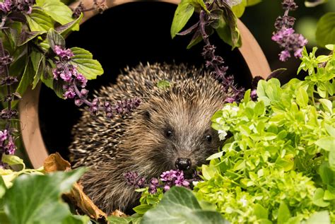 Top Tips For Creating A Wildlife Friendly Garden Garden Ideas