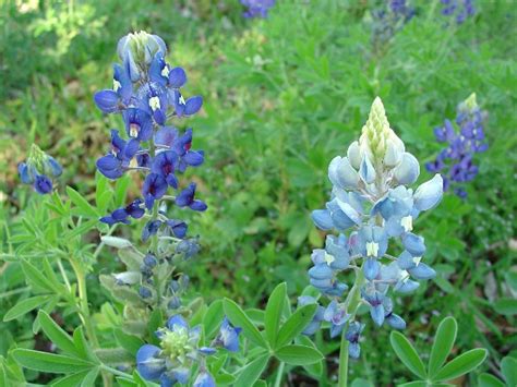 Texas has beautiful wildflowers throughout the year, but especially in the spring. Texas Wildflowers