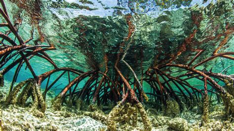the mangrove alliance