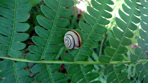 Snail Fern Nature Free Photo On Pixabay Pixabay