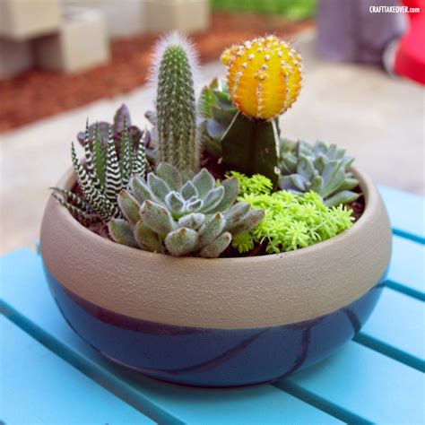 My New Succulent Container Garden Craft Takeover