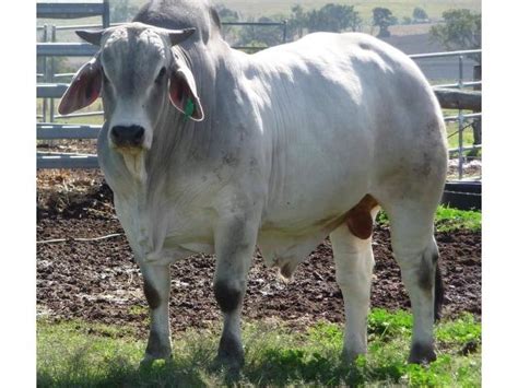 Among our preferred breeds are: Brahman Bulls for sale Richards Bay - Zafra