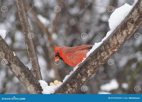 Male Northern Cardinal On Snowy Branch Stock Photo Image Of Male