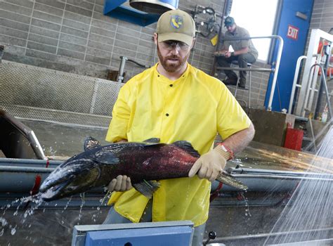 Feather River Fish Hatchery Meets Salmon Harvest Goal 12 Million