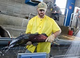Feather River Fish Hatchery meets salmon harvest goal; 12 million ...