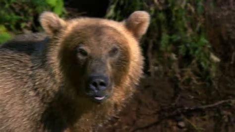 Watch Wild Russia Videos Online National Geographic Channel Asia