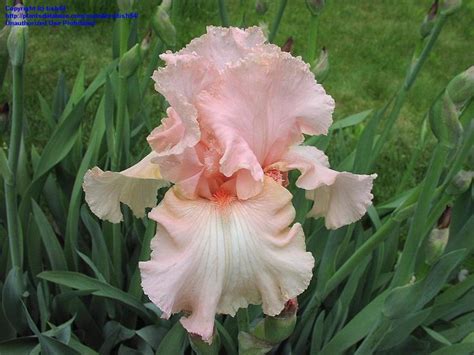 Bearded Iris Lenora Pearl Beautiful Blooms Pinterest