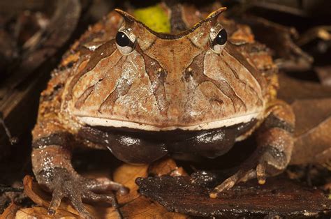 Beelzebufo Ampinga Was The Biggest Frog To Have Ever Lived With A