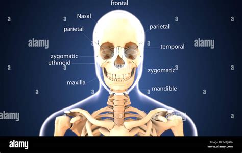 3d Render Of Human Skeleton Bones Anatomy Stock Photo Alamy
